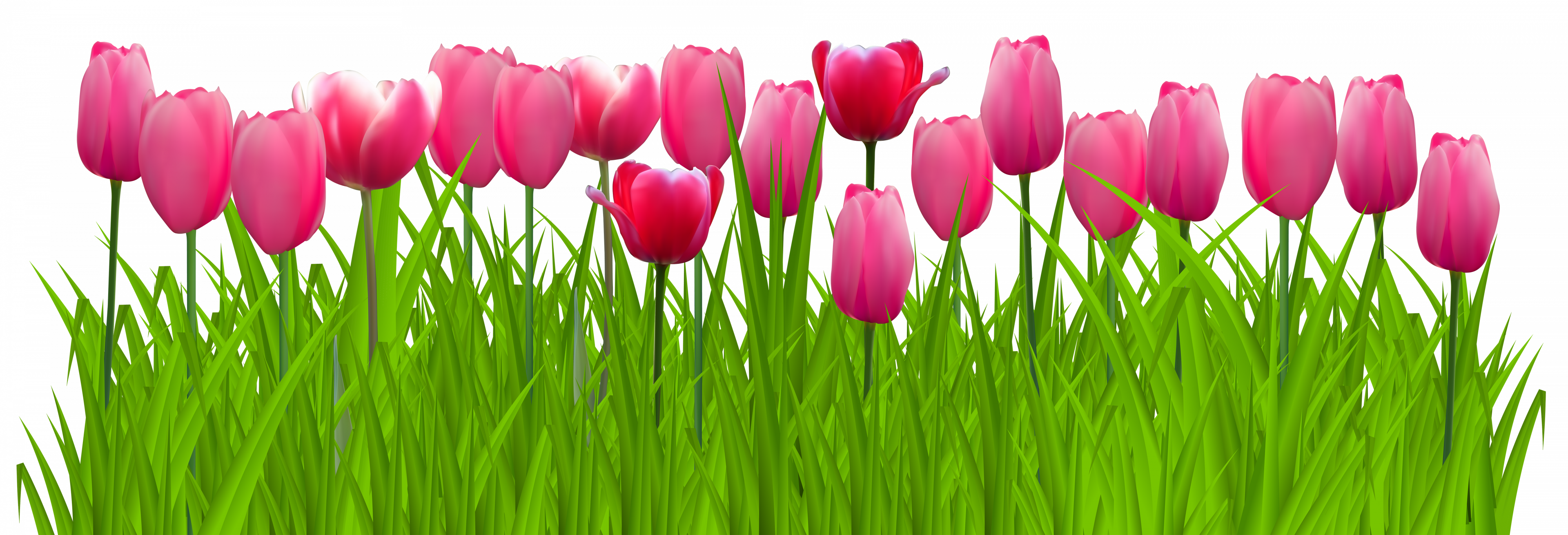 grass-clipart-tulip-3.png